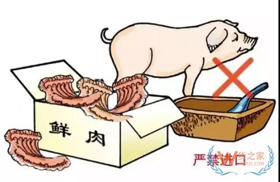非洲豬瘟防控，你需要知道的在這里！貨之家